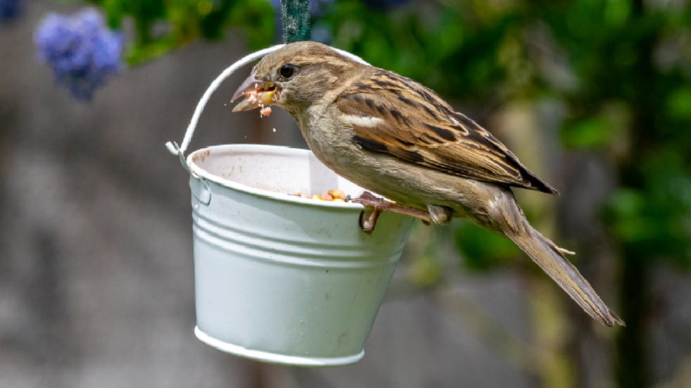 Attract wildlife to your garden bird feeding